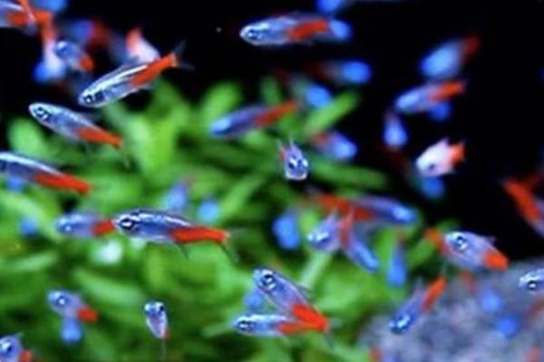 宝莲灯鱼不群游怎么办,一定要多养几条