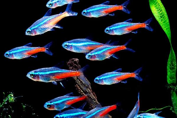 宝莲灯鱼不群游怎么办,一定要多养几条