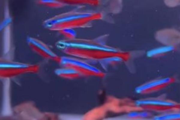 宝莲灯鱼不群游怎么办,一定要多养几条
