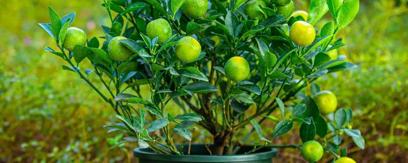 盆栽橘子树的养殖方法