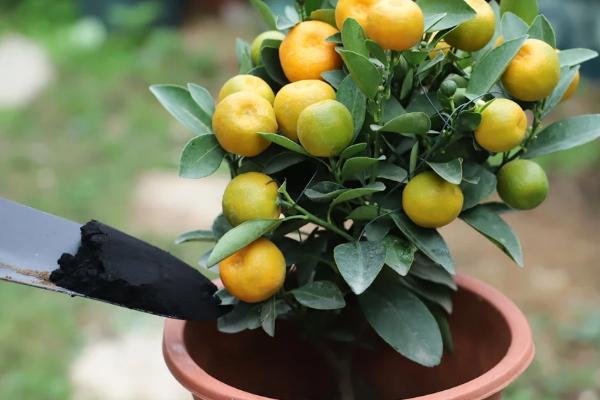 盆栽橘子树的养殖方法,用圆形的容器种植为佳
