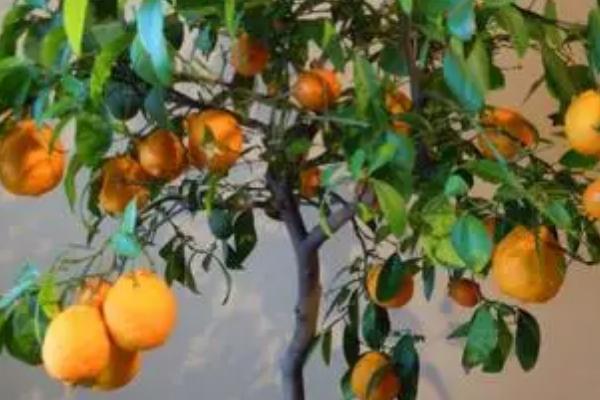 盆栽橘子树的养殖方法,用圆形的容器种植为佳
