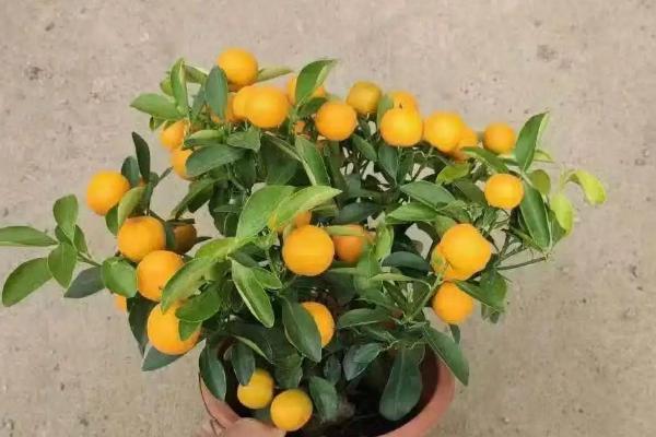 盆栽橘子树的养殖方法,用圆形的容器种植为佳