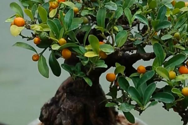 盆栽橘子树的养殖方法,用圆形的容器种植为佳