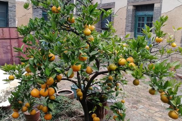 盆栽橘子树的养殖方法,用圆形的容器种植为佳