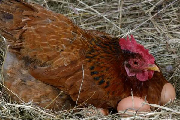 母鸡没有公鸡为什么能下蛋,这是母鸡的一种本能