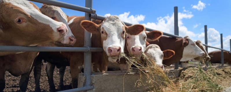 母牛不打栏用什么药