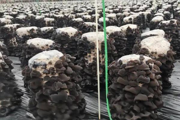 黑木耳出耳管理技术,水分管理是增产的关键