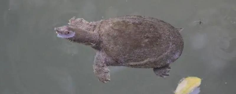 甲鱼夜间活动规律