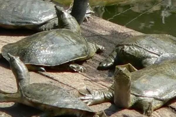 甲鱼夜间活动规律,通常在下午5点以后活动