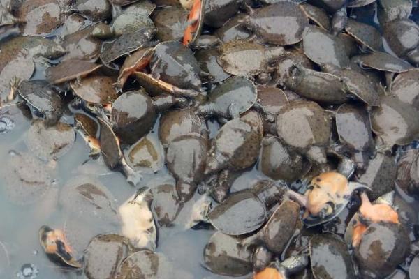 甲鱼夜间活动规律,通常在下午5点以后活动