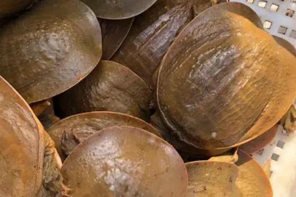 甲鱼夜间活动规律,通常在下午5点以后活动