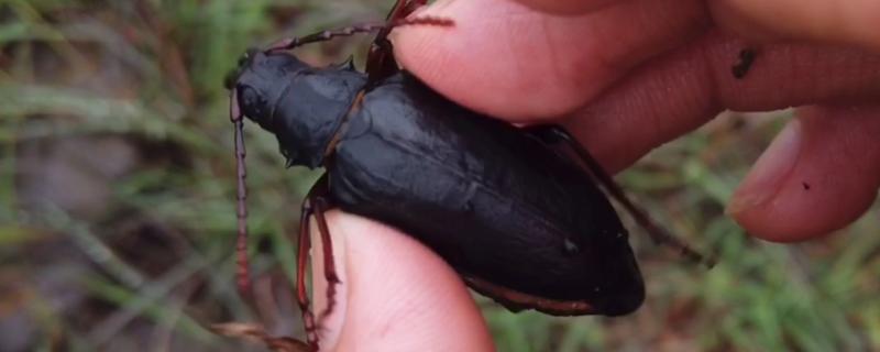 山水牛是益虫还是害虫