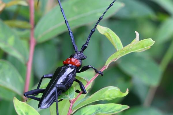 山水牛是益虫还是害虫,属于害虫
