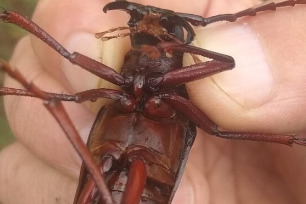 山水牛是益虫还是害虫,属于害虫