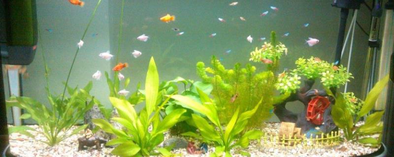 养鱼的水怎么调节酸碱度