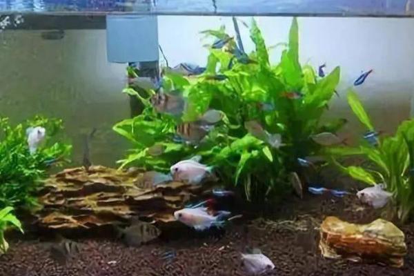 养鱼的水怎么调节酸碱度，自来水除氯后就是碱性水