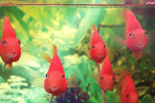 养鱼的水怎么调节酸碱度，自来水除氯后就是碱性水