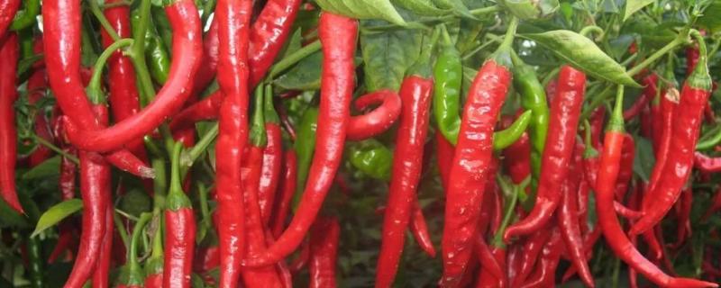 影响辣椒市场价格的因素