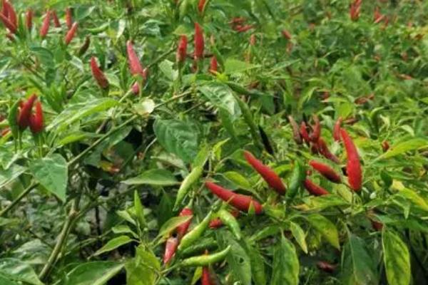 影响辣椒市场价格的因素，受种植量和市场需求等影响