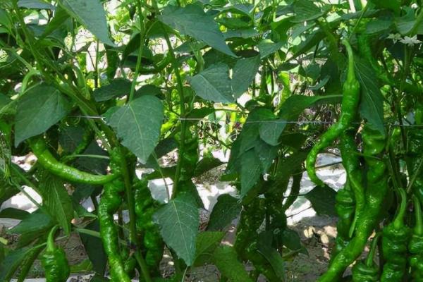 影响辣椒市场价格的因素，受种植量和市场需求等影响