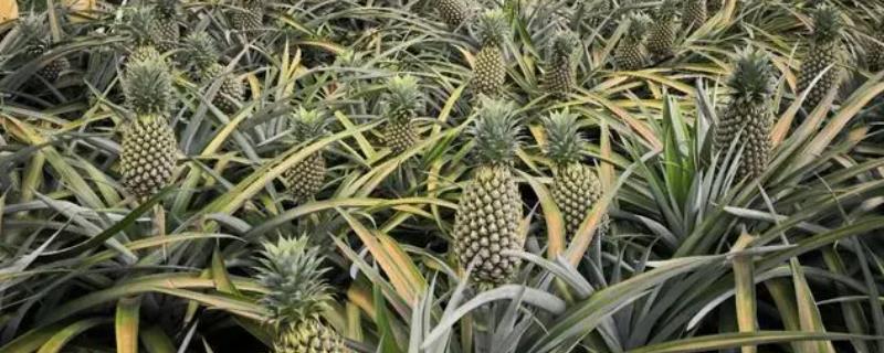 凤梨的种植方法