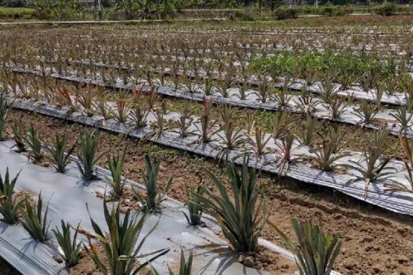 凤梨的种植方法，首先选择优良品系的种苗