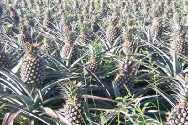 凤梨的种植方法，首先选择优良品系的种苗