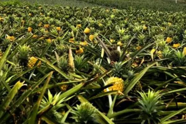 凤梨的种植方法，首先选择优良品系的种苗