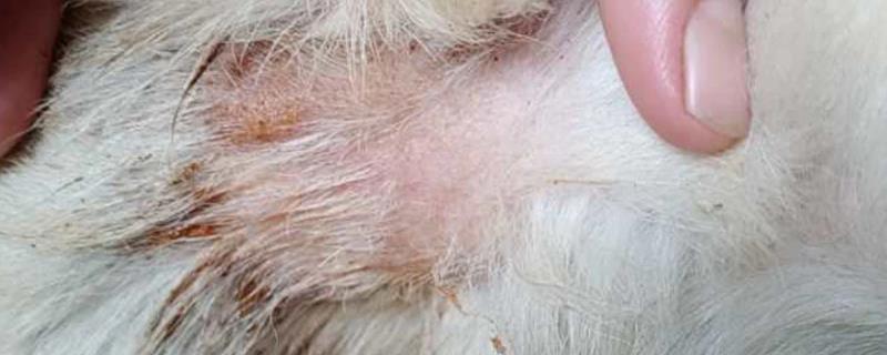 狗狗脓皮症的病因