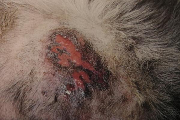 狗狗脓皮症的病因，过敏、免疫系统异常、内分泌失调等都会导致