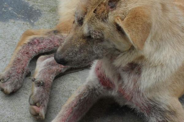 狗狗脓皮症的病因，过敏、免疫系统异常、内分泌失调等都会导致