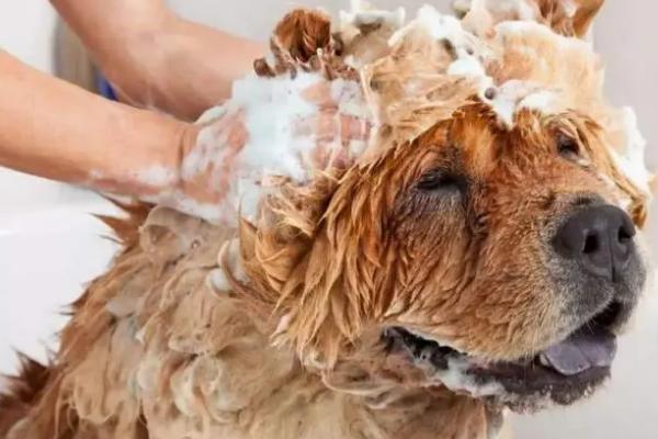 狗狗脓皮症的病因，过敏、免疫系统异常、内分泌失调等都会导致