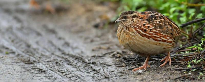 野生鹌鹑和养殖的鹌鹑有什么区别