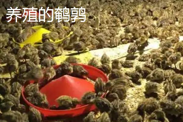 野生鹌鹑和养殖的鹌鹑有什么区别,毛色、性格和繁殖数量均不同