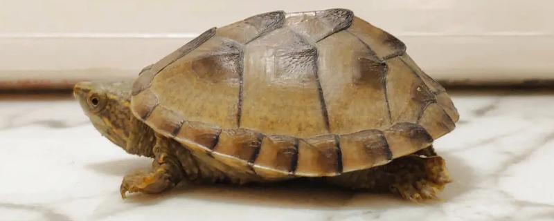 麝香龟一天喂多少