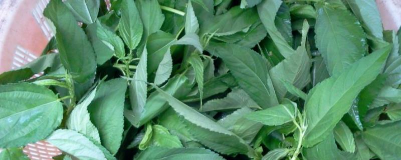 麻叶菜能保存多久