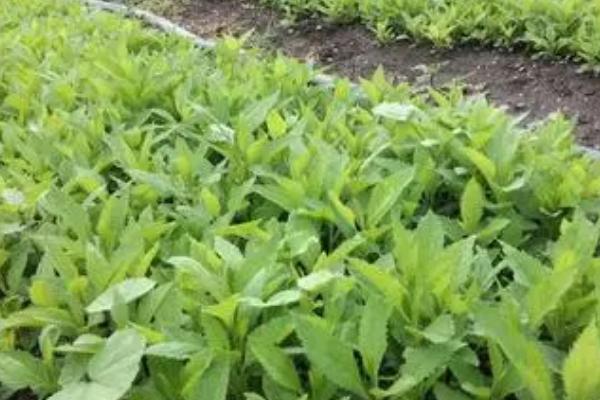 麻叶菜能保存多久,最好在1-2天内使用