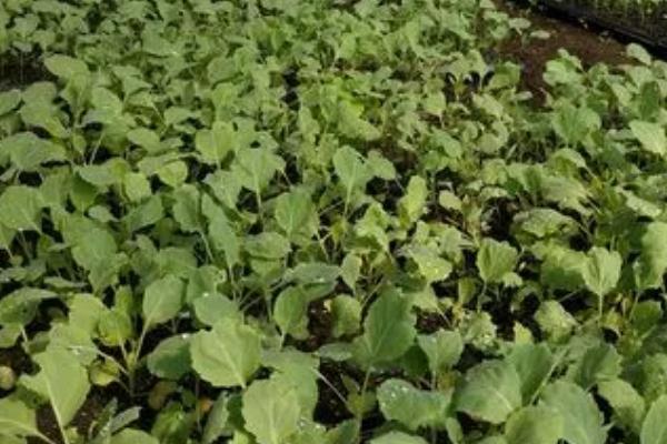 麻叶菜能保存多久,最好在1-2天内使用