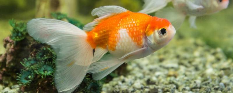 金鱼能吃米饭吗