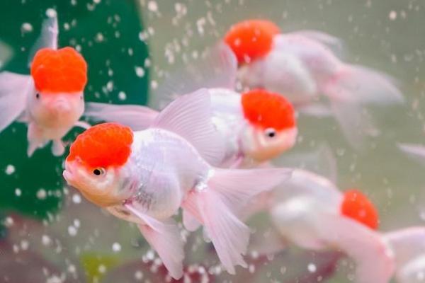 金鱼能吃米饭吗,最好是喂食煮熟的米饭