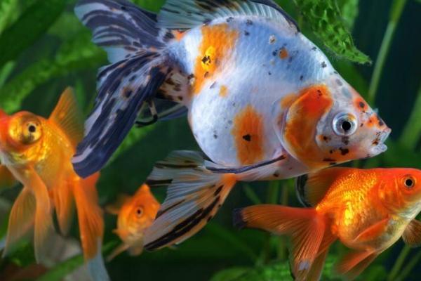 金鱼能吃米饭吗,最好是喂食煮熟的米饭