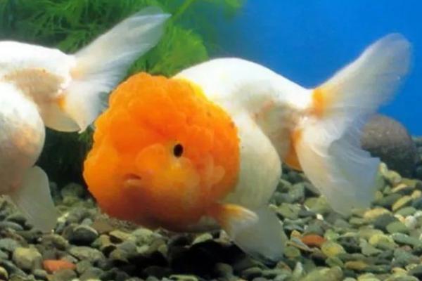 金鱼能吃米饭吗,最好是喂食煮熟的米饭