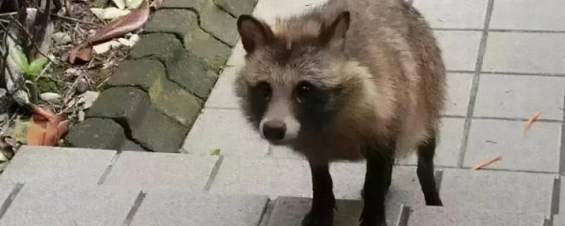 貉子和狐狸的区别