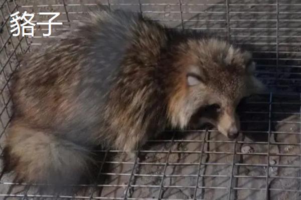 貉子和狐狸的区别,科属、外观、习性均不同