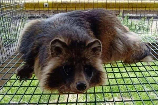 貉子和狐狸的区别,科属、外观、习性均不同