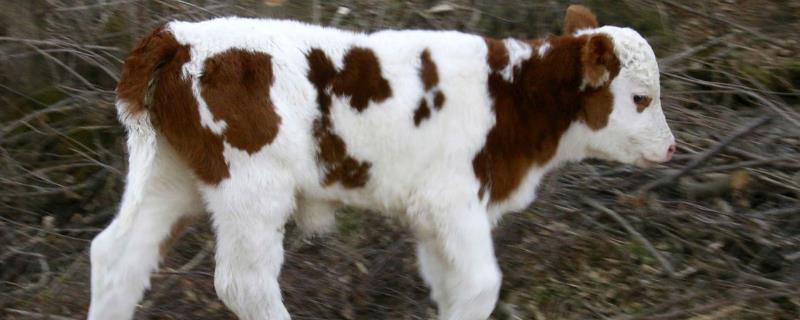 牛犊是指多大的牛