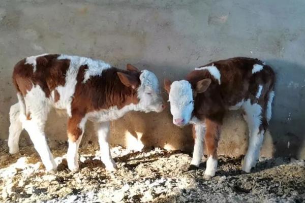 牛犊是指多大的牛，指出生至4-6个月的小牛