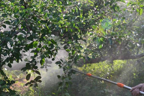 甲维虫螨腈和虱螨脲防治什么虫,前者可防治木虱、粉虱、蚜虫等