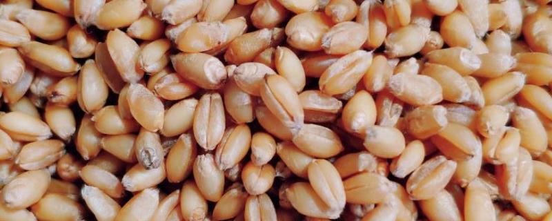 小麦种子和猫草种子的区别